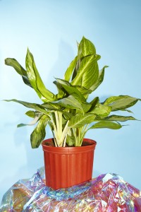 plants and marin face paint 13 EDIT